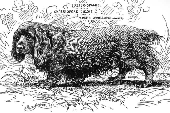 Bridford Giddie | Sussex Spaniel 