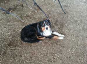 Wyatt Ringo | English Shepherd 