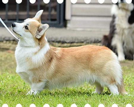 Alfawish BRITTANI | Pembroke Welsh Corgi 