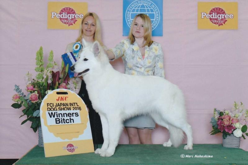 Julia's Rose Sylver de l'Aige de la Tournelle | White Swiss Shepherd Dog 