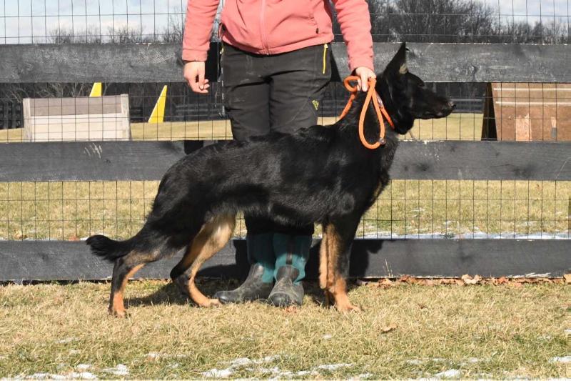 Arson Stadt der Wilden Pferde | German Shepherd Dog 