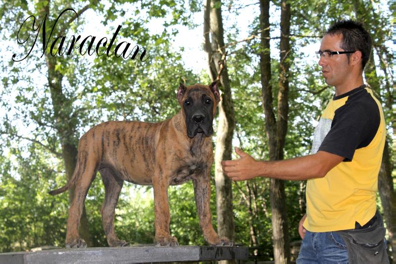 Bonkar de Naraclan | Perro de Presa Canario 