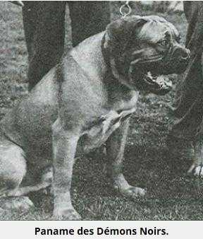 Paname des Demons Noirs | Dogue de Bordeaux 