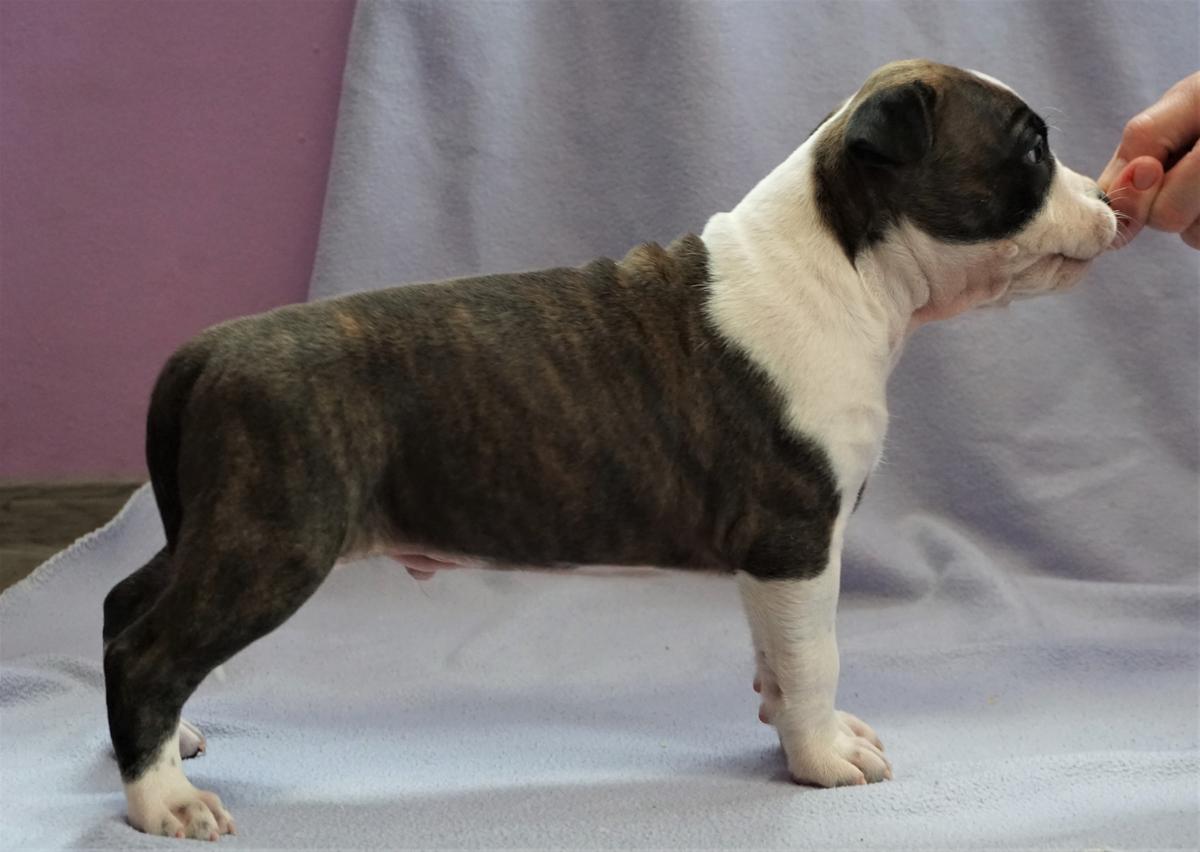 Bulldozer z Madlaku | American Staffordshire Terrier 