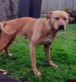 Tamati's Georgia | American Pit Bull Terrier 