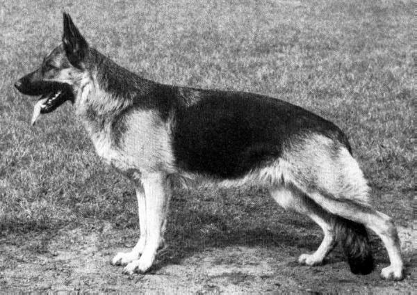 Diane von der Firnskuppe | German Shepherd Dog 