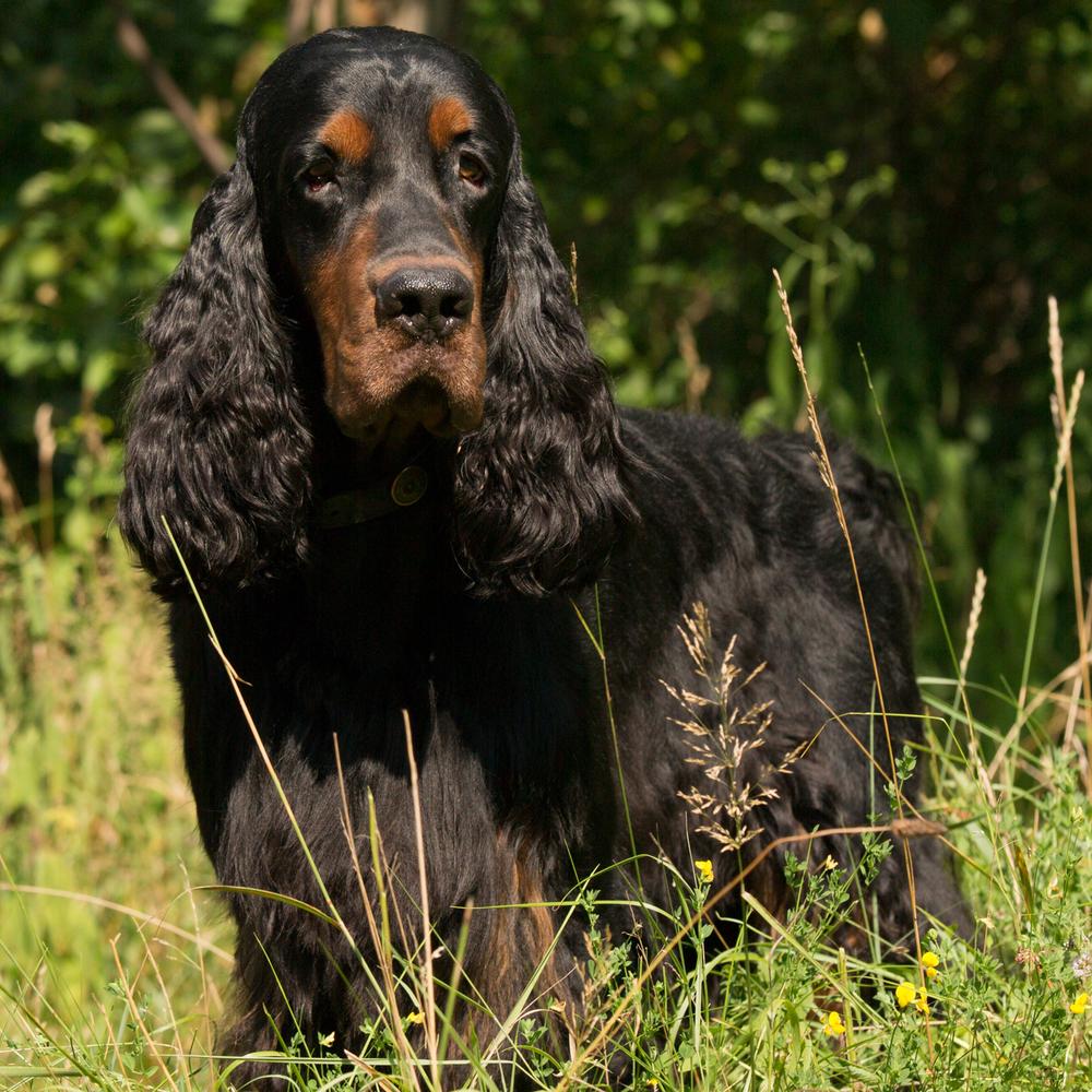 Halcyon Wing And A Dare JH | Gordon Setter 