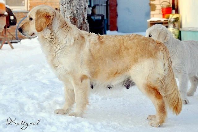 Gred Gard Amazonka | Golden Retriever 