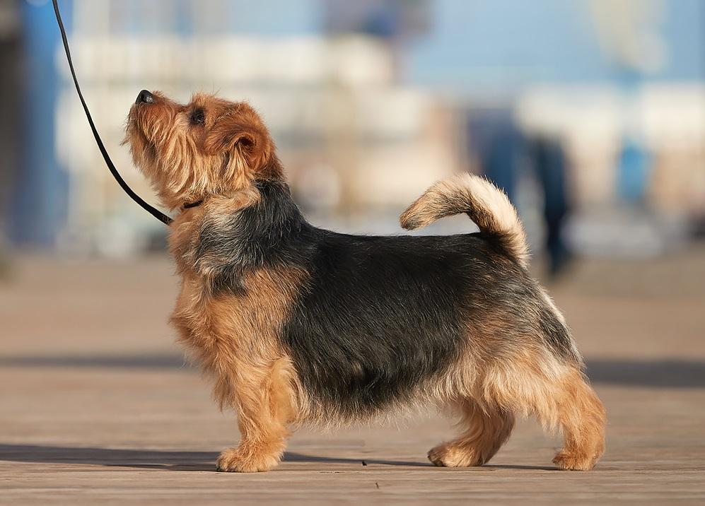 Isotta-Fraschini Fly Star For Lamonterra | Norfolk Terrier 
