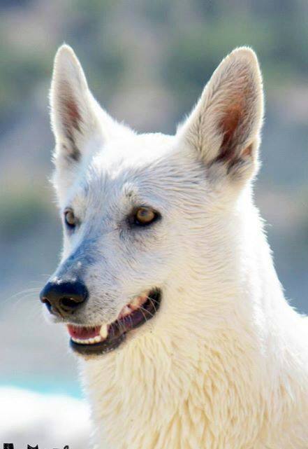 Blanca del Real del Ocejon | White Swiss Shepherd Dog 