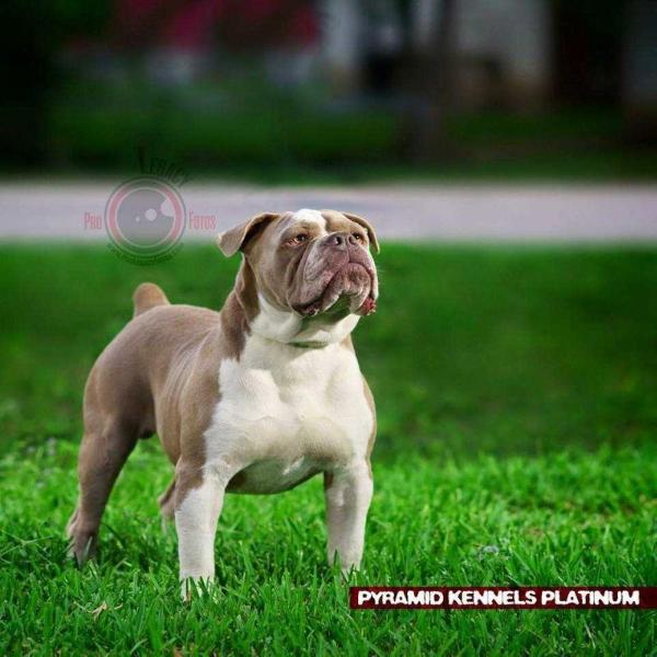 Pyramid's Platinum | Olde English Bulldogge 