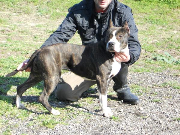 Qalatalchiron Duchessa Black Brindle | American Staffordshire Terrier 