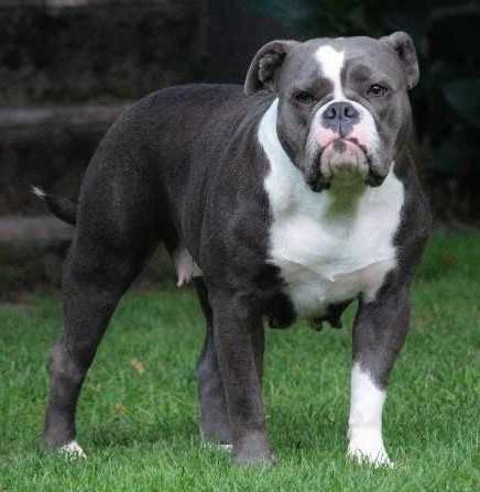 Bergløv's Bella | Olde English Bulldogge 