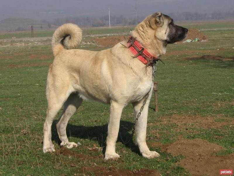 Bozo | Kangal 