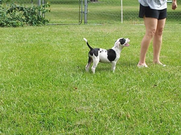 GSK's Oreo | American Bulldog 