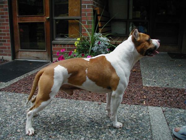 Blackstar's Penumbra | American Staffordshire Terrier 