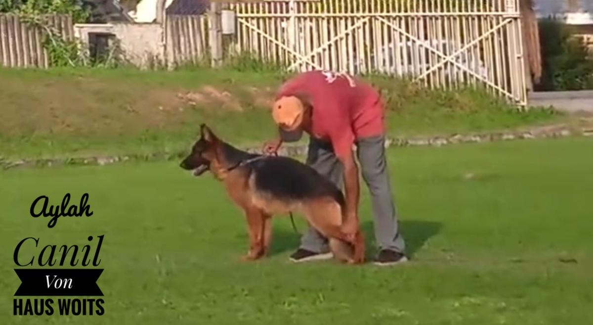 Aylah Von Haus Woits | German Shepherd Dog 