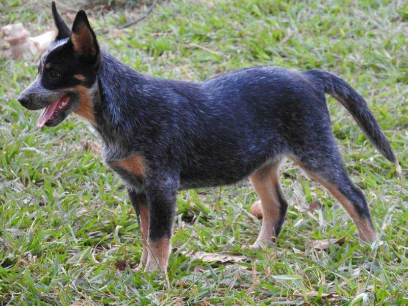 LUNA HEELER SELIVON | Australian Cattle Dog 