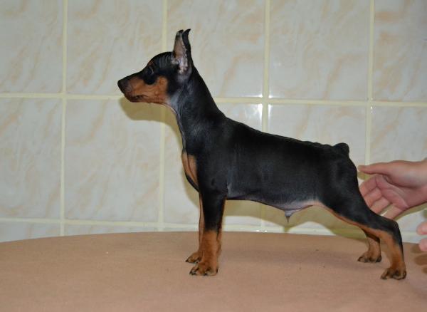 Cody darkangel of transylvanian legend | Miniature Pinscher 