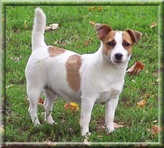 Gang Staff Miracle | Jack Russell Terrier 