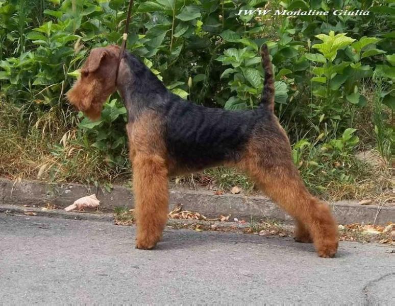 Monaline Giulia | Welsh Terrier 