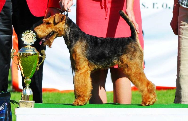 Vegus Imperial | Welsh Terrier 