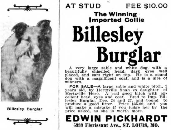 Billesley Burglar | Rough Collie 