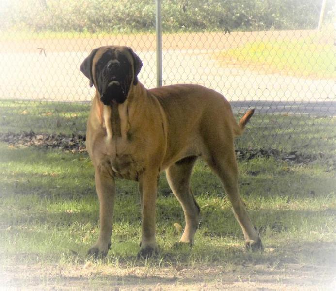 B &amp; S Pumpkin 'N Spice Of Wildcliff | Mastiff 