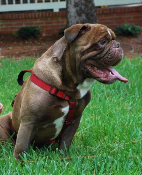 Hewlett's Cyrus | Olde English Bulldogge 