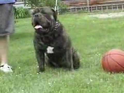 South Warrens Maximus | Olde English Bulldogge 