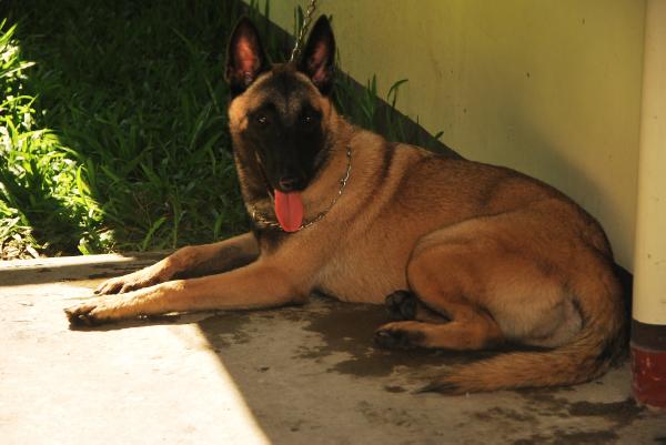 JACO'S BELLA | Belgian Malinois 