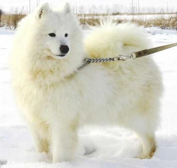 Golubka Podarok Utrenney Zari | Samoyed 