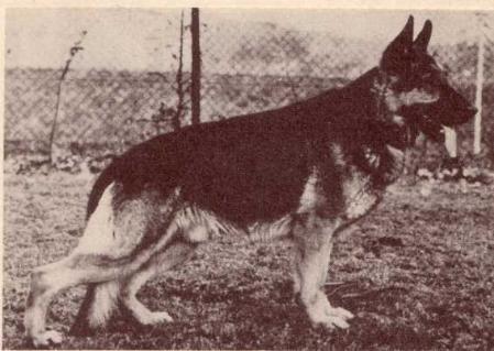 Yalk von Braninck | German Shepherd Dog 