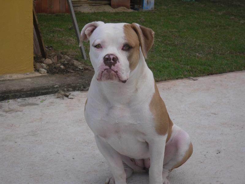 Sunshinebulls Tóra | American Bulldog 