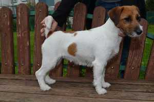 Jacklands Everglade | Jack Russell Terrier 