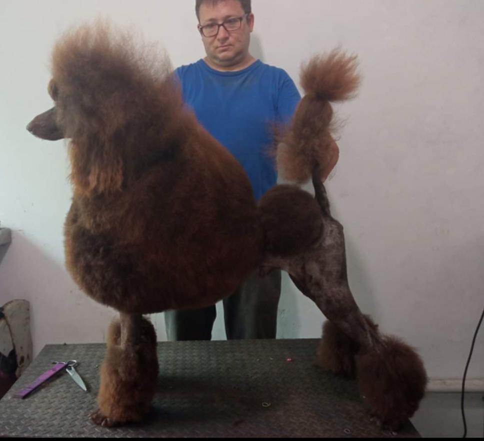 oslo (castillo) | Poodle 