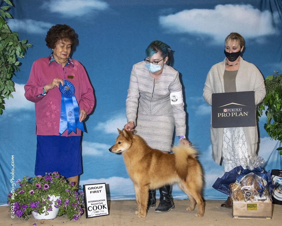 Suomi N Ajuaq's Heir To The Firenation | Finnish Spitz 