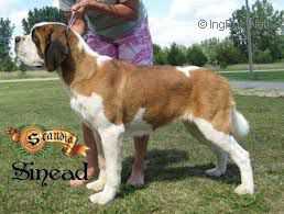 Scandia's Freya | Saint Bernard 