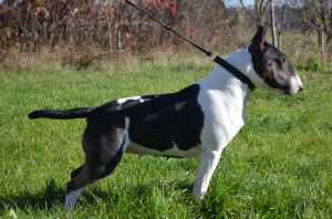 DECIDE TO WIN SHOWGIRL VENTURESOME | Miniature Bull Terrier 