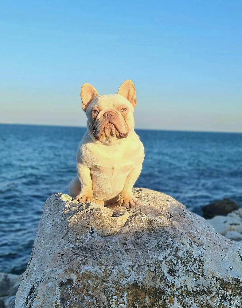 D.S French's JR Fozzy | French Bulldog 