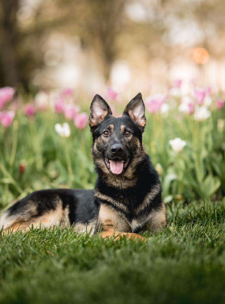 Keaton Von Prufenpuden | German Shepherd Dog 