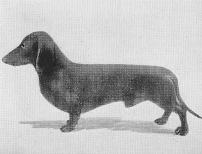 Ingo vom Luitpoldsheim | Dachshund 