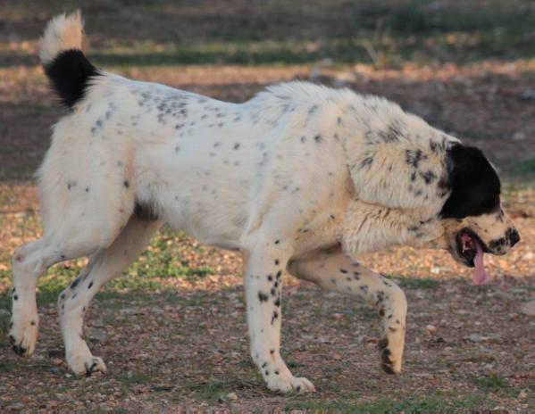 Laysan iz ruskog izvora | Central Asian Shepherd Dog 