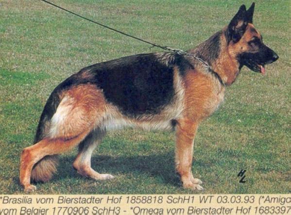 Brasilia vom Bierstadter Hof | German Shepherd Dog 