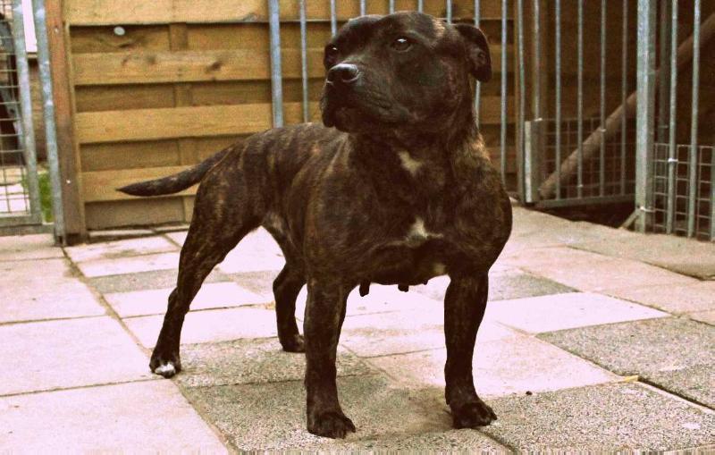 RRK's Little Co | Staffordshire Bull Terrier 