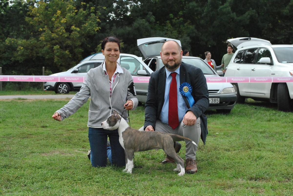 Leo in the New World of Overdose | American Staffordshire Terrier 