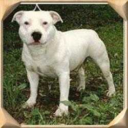 Irinki Radost Spider | Staffordshire Bull Terrier 