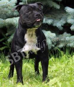 Amurski Strazh Griffindor | Staffordshire Bull Terrier 