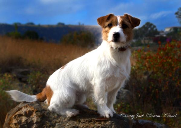 FAIRY FIONA DRAPICHRUST | Jack Russell Terrier 