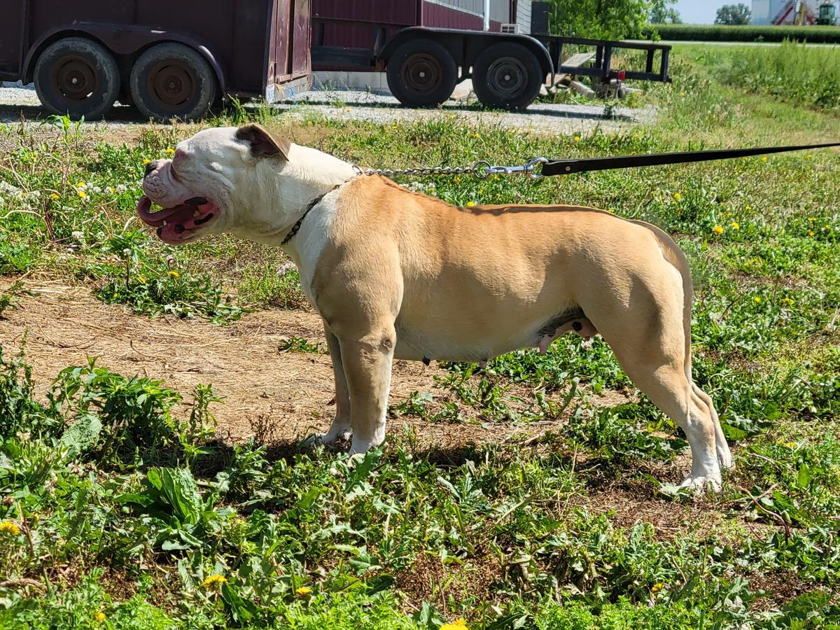 KKBF Lickey | American Bulldog 